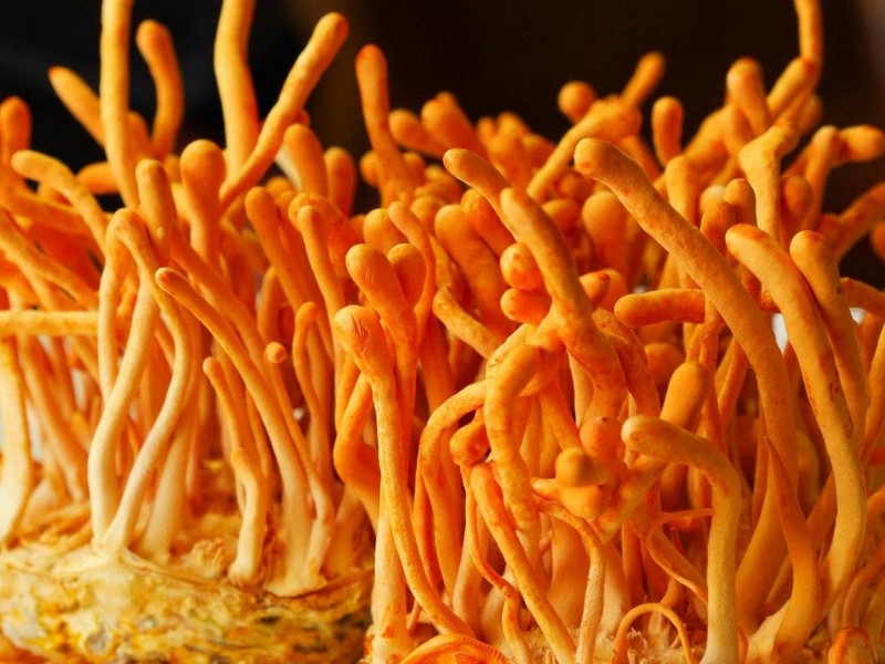 Cordyceps lahko izboljša imunost